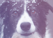 O Cão e a Espiritualidade: O Guardião de Luz ao Nosso Lado