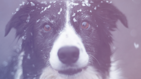 O Cão e a Espiritualidade: O Guardião de Luz ao Nosso Lado