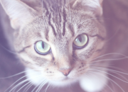 Gatos, os nossos Protetores Especiais no Mundo Espiritual