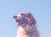 O que acontece quando o seu Animal Morre?