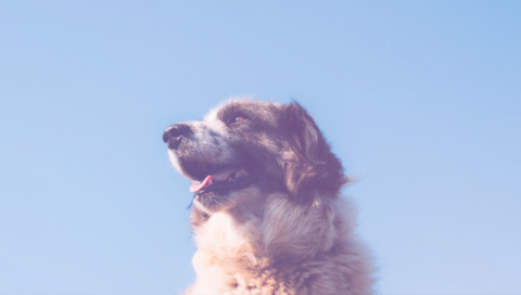 O que acontece quando o seu Animal Morre?