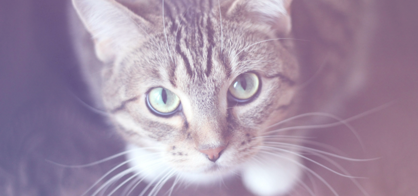 ec7c8f991856f5e6b3848a277255a666d09d3636.png